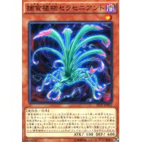 捕食植物セラセニアント(高価N)