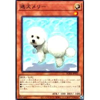 迷犬メリー(高価N)